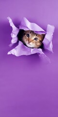 Kitten peeking through torn purple paper background playfully hiding