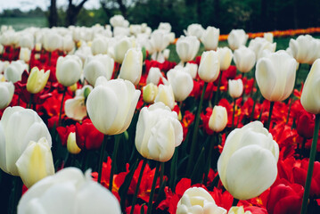 Beautiful red and white tulip flowers blooming in the meadow, close-up view. Natural spring background.