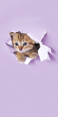 Cute tabby kitten peeking through torn purple paper