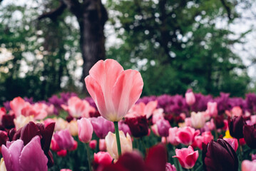 Beautiful fresh pink tulip flowers in full bloom in the meadow, close-up view. Natural spring floral texture for background.