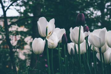 Beautiful fresh white and dark purple tulip flowers in full bloom in the meadow. Natural floral spring background.