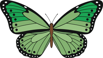 Green butterfly detailed flat vector illustration with symmetrical wings isolated on white nature insect design © MdAbdul