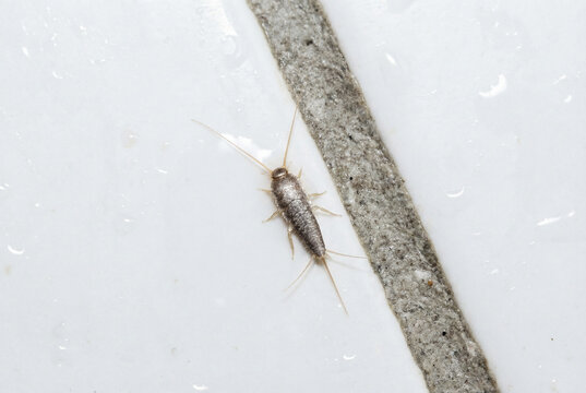 Silverfish insect crawling on white bathroom floor tile