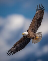 Obraz premium Majestic Bald Eagle Soar High Above, Freedom in Flight, Nature's Beauty Ablaze