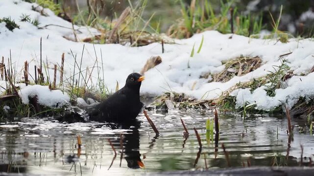 Amsel, Turdus merula