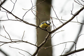 A blue tit perches on a bare branch against a pale sky showing bright yellow and blue plumage as it surveys the quiet woodland edge during a cool day in the late season. © Oleh