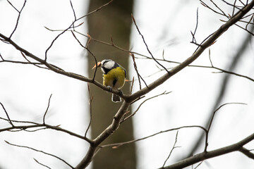 Small blue tit holds a seed while balanced on a slender branch against a soft sky capturing a lively woodland moment and the resourceful spirit of birds on colder days. © Oleh