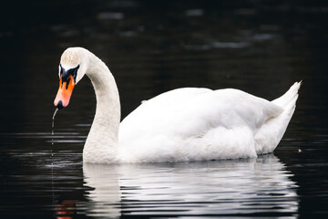 Fototapeta premium White swan in side profile moves across a dark pond leaving faint ripples. Its neck arches forward with calm focus and a neat reflection follows making a poetic scene of patient movement.