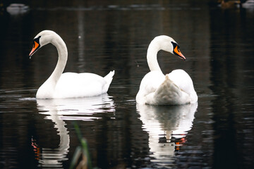 Naklejka premium Two mute swans float back to back in tranquil water. Their snowy forms and subtle reflections suggest patience and balance as they rest together in a peaceful corner of the pond.