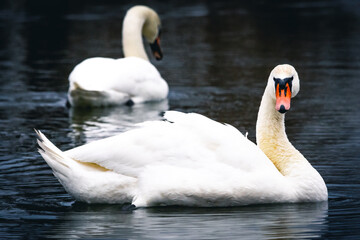 Fototapeta premium One swan looks forward with bold gaze as another drifts behind on the pond. Pale forms float through dark water and the moment hints at rank and territory within a peaceful gathering