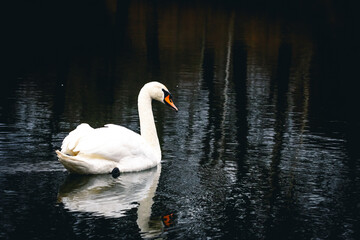 Naklejka premium A lone swan slides across shaded water and its white shape paints a wavering reflection. The shoreline fades to deep tone and the bird moves with unhurried calm under tall trees