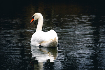 Naklejka premium Elegant swan turns away while floating through faint rings on a black pool. The posture suggests quiet travel and the white back holds a soft glow against the moody water around