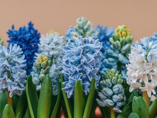 Fototapeta premium Vibrant Hyacinth Flower Bed with Sky Blue and Pale Sage Blooms in Spring Garden, Botanical Background for Seasonal Easter Decoration and Floral Greeting Cards