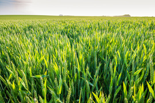 Vibrant green wheat field in East Lothian Scotland at evening