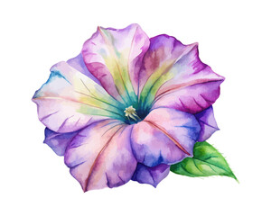 Watercolor Petunia Blossom, Bright Summer Botanical Vector Isolated on White
