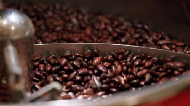 Closeup Roasting cocoa beans in industrial coffee roaster for chocolate production..