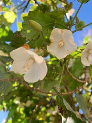 Dombeya Natalensis Flowering Tree in Natural Habitat &ndash; African Flora Photography. Flower blossom. White flower background. Spring blossom. amazing white inflorescence. Cape Wedding Flower