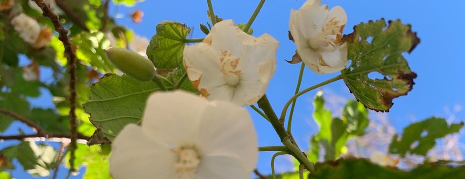 Dombeya Natalensis Flowering Tree in Natural Habitat &ndash; African Flora Photography. Flower blossom. White flower background. Spring blossom. amazing white inflorescence. Cape Wedding Flower