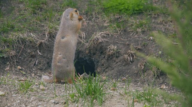 A funny little gopher stands and eats near his hole.