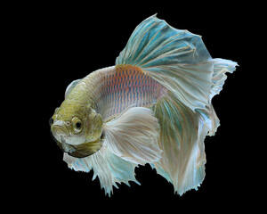 A majestic betta fish with ivory-gold scales and ethereal, translucent blue fins that flow like delicate silk against a stark, black background, 19 February 2026 Indonesia © Adi