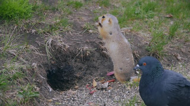 A funny little gopher stands and eats near his hole. Pigeons are walking around him.