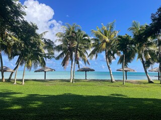 Palm trees on a tropical beach