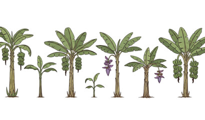 Various banana trees vector illustration set with fruit, flowers, and tropical leaves isolated on white background for botanical and agricultural design © MdAtaur