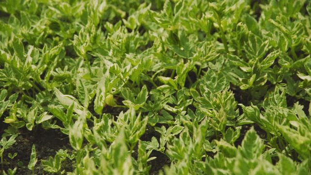 Seamless texture of raspberry leaves. Juicy and green raspberry leaves.