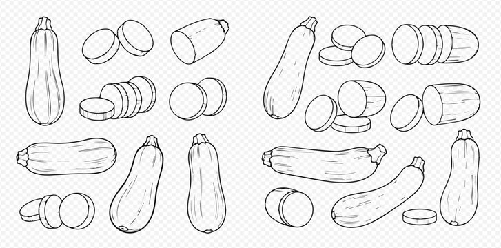 Set of hand-drawn zucchini and sliced pieces, line art vector illustration for culinary and healthy eating concepts.