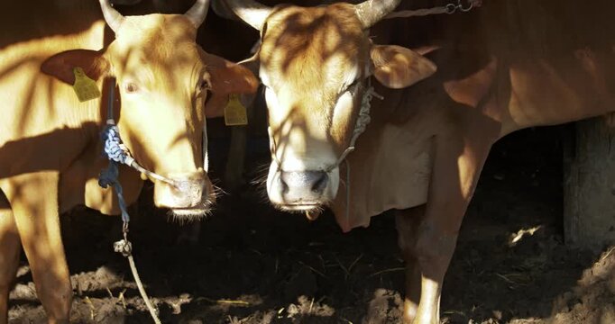 Explore serene beauty of cattle in their natural habitat a sunny farm day.