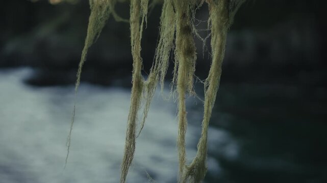 Old Man's Beard Moss With Rocky Coast And Crashing Waves In The Background In East Sooke Regional Park, Vancouver Island. - rack focus shot