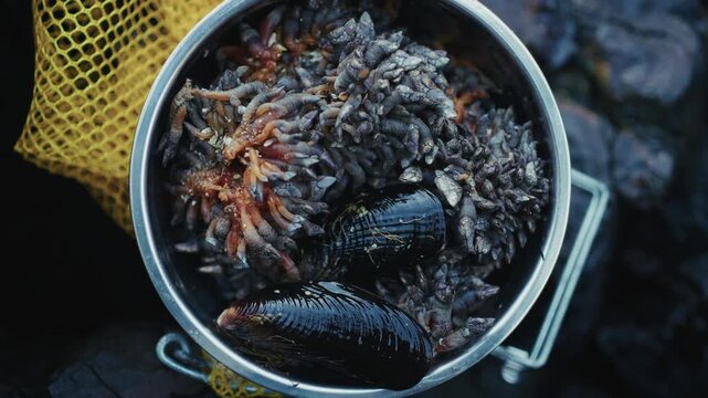 Cluster Of Mussels With Gooseneck Barnacles In A Pot. - top down shot