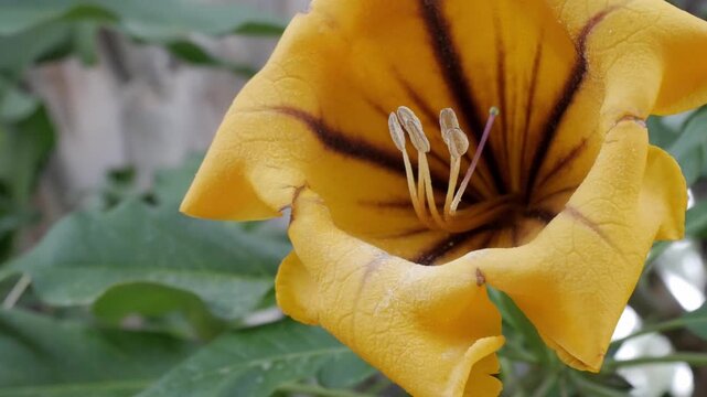 Yellow flower in Jardin Huerto del Cura, Elche, evokes serenity