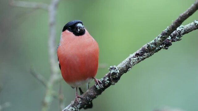 Gimpel, Dompfaff, Eurasian bullfinch, Pyrrhula pyrrhula