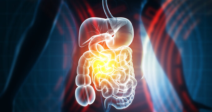 A comprehensive medical illustration showing the human digestive system with labeled organs&acirc;&euro;&rdquo;including the stomach, liver, and intestines. 3d illustration
