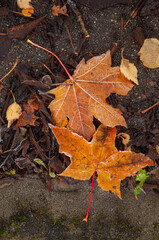 autumn maple leaf