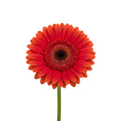 Gerbera flowers bloom in vivid colors, showing delicate petals and vibrant beauty, perfectly isolated on a clean white background, ideal for botanical illustrations, decoration, floral designs, and ar
