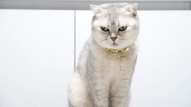 Sad looking silver tabby cat with short hair and white background, domestic pet sitting indoors, cute grumpy feline with expressive eyes, gold collar, alert relaxed mood, white fur, companion animal
