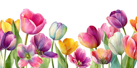Fototapeta premium Vibrant Watercolor Tulips in Bloom Against a Crisp White Background