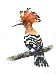 African Hoopoe 4 © Andr