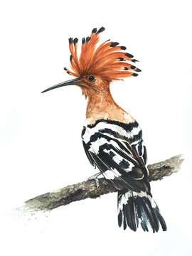 African Hoopoe 4