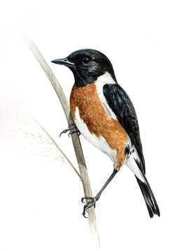African Stonechat 2