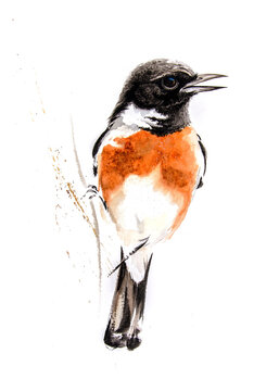 African Stonechat