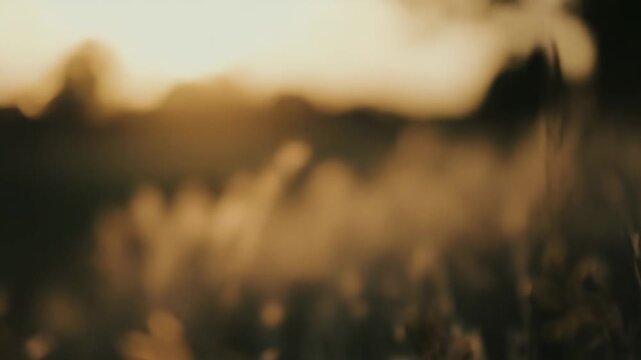 Tall wild grass standing in a peaceful meadow catching the warm backlighting of a setting sun during golden hour, creating a calm and serene outdoor nature scene in the evening