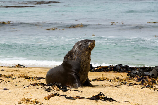 Male sea lion sitting on a sandy beach strewn with seaweed against a background of ocean