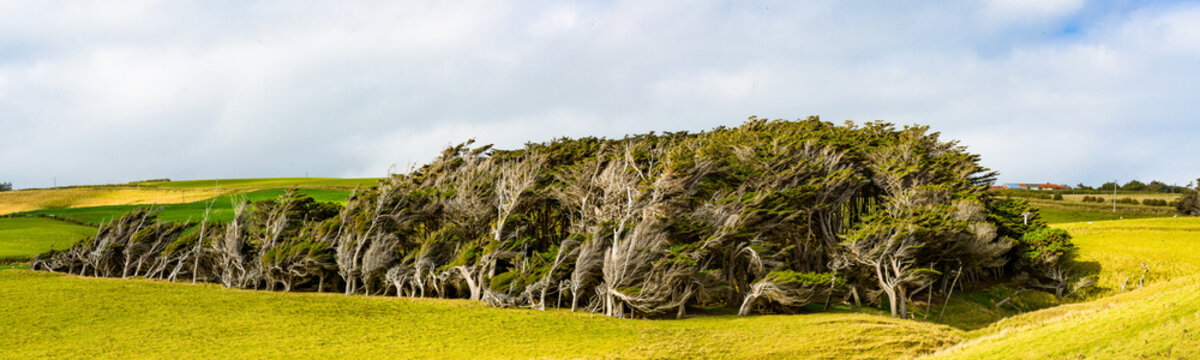 Twisted Trees caused by exposure to the constant winds of Slope Point