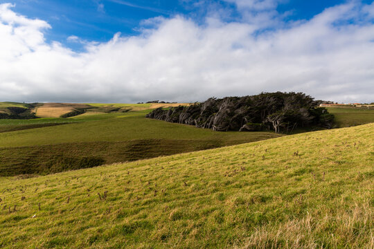 Landscape with stand of wind twisted trees