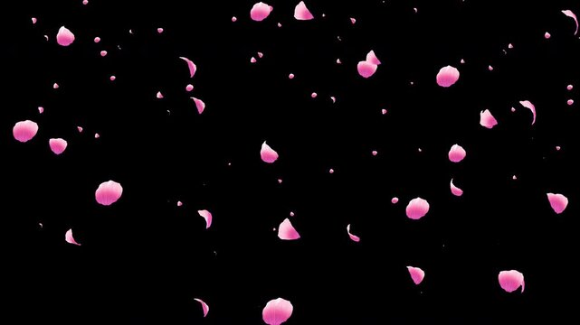 Fall leaves spring particle loop.sakura cherry blossom