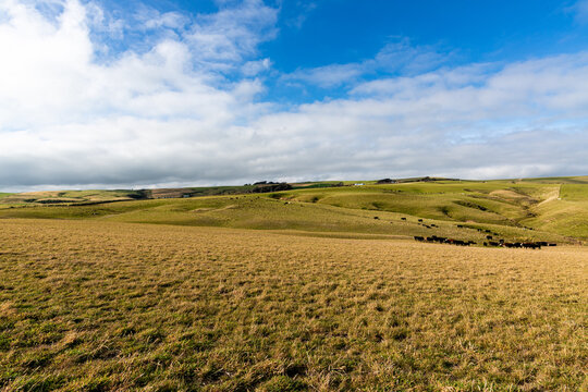 View of grassy pasture with cattle in the distance