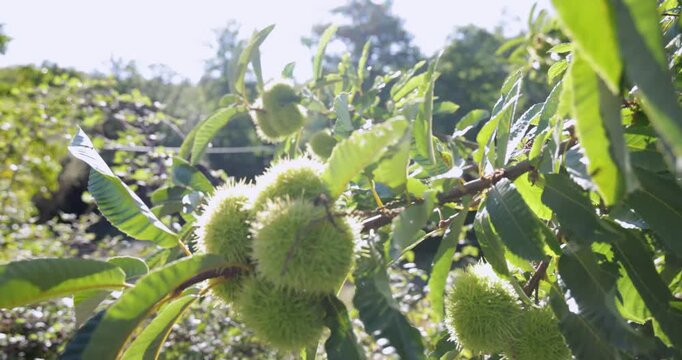 A chestnut tree with green leaves and a cluster of chestnuts.